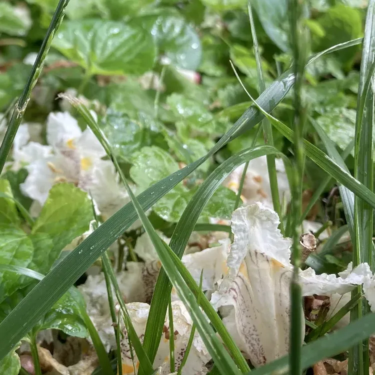 northern catalpa flowers. photo by yours truly. A close-up photo of white flowers, fallen from a tree, resting in blades of wet grass and clovers. The flowers are from a northern catalpa tree.